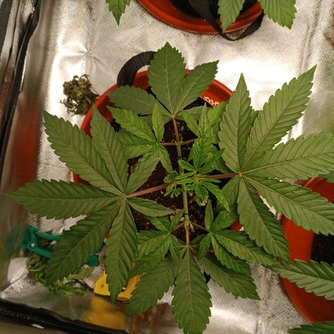 Selva negra 1 growlog timeline photo