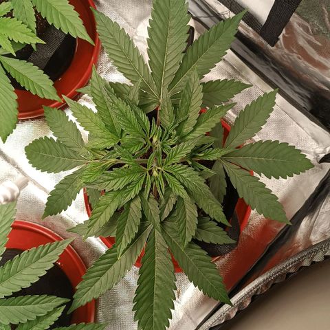 Selva negra 1 growlog timeline photo