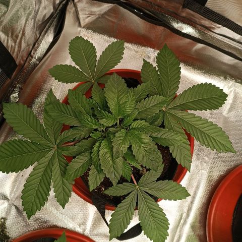 Selva negra 1 growlog timeline photo
