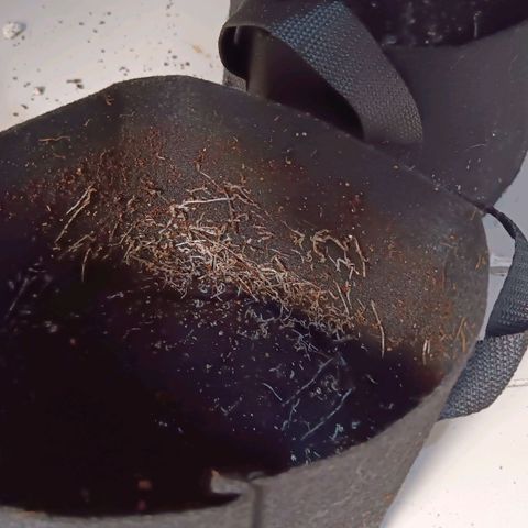 Selva negra 1 growlog timeline photo
