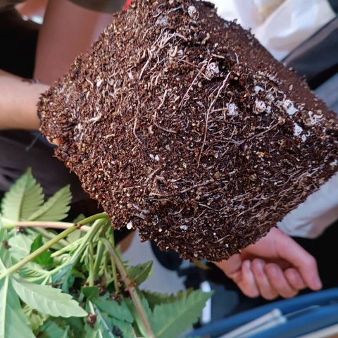 Selva negra 1 growlog timeline photo