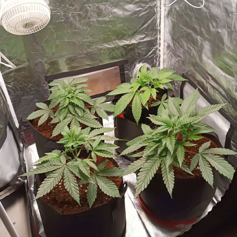 Selva negra 1 growlog timeline photo
