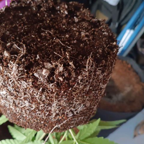 Selva negra 1 growlog timeline photo