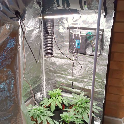 Selva negra 1 growlog timeline photo
