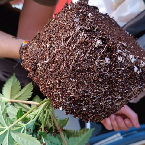Selva negra 1 growlog timeline photo