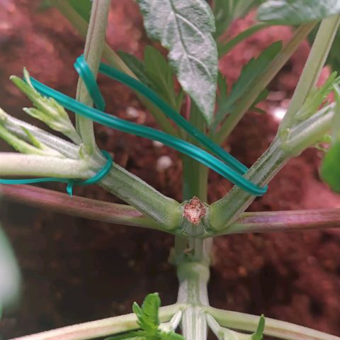 Selva negra 1 growlog timeline photo