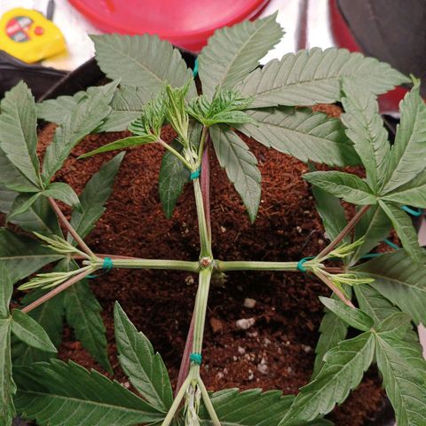 Selva negra 1 growlog timeline photo