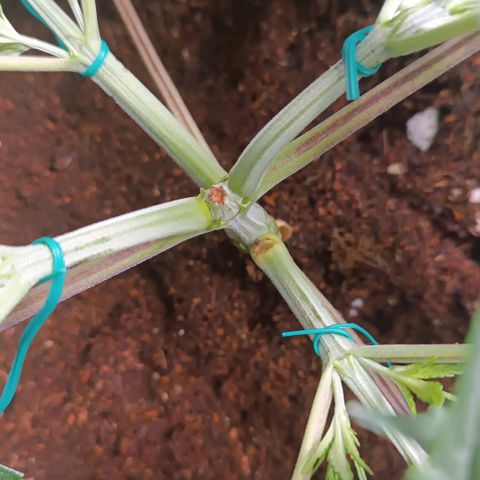 Selva negra 1 growlog timeline photo