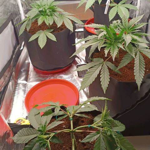 Selva negra 1 growlog timeline photo