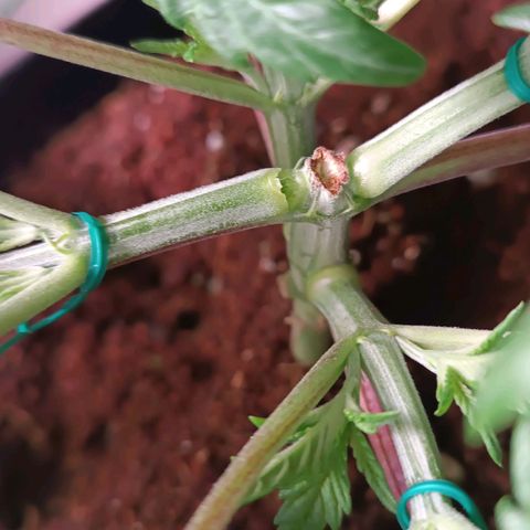 Selva negra 1 growlog timeline photo
