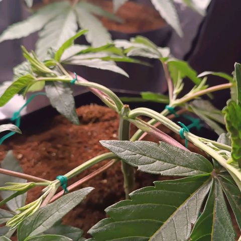 Selva negra 1 growlog timeline photo