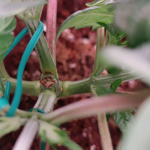 Selva negra 1 growlog timeline photo