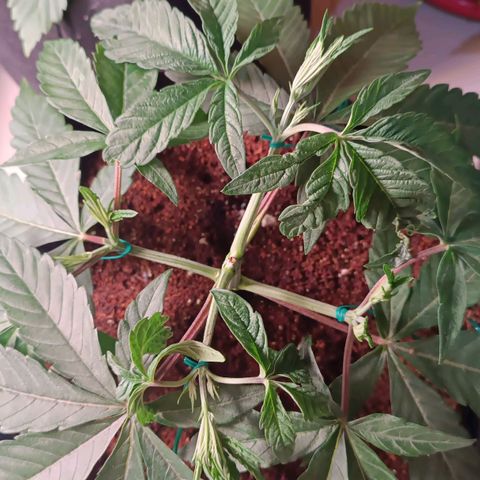 Selva negra 1 growlog timeline photo