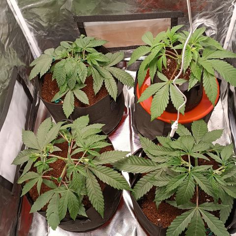 Selva negra 1 growlog timeline photo