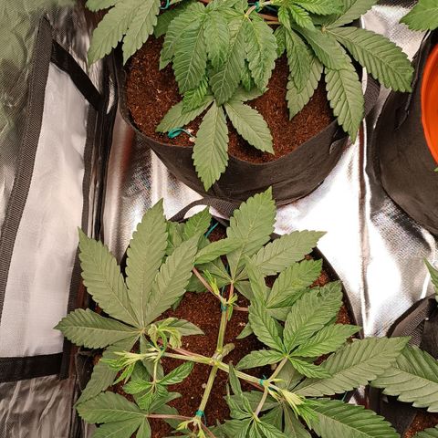 Selva negra 1 growlog timeline photo