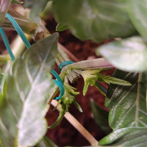 Selva negra 1 growlog timeline photo