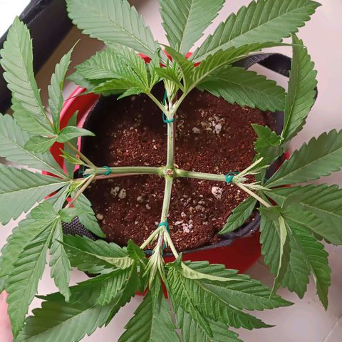 Selva negra 1 growlog timeline photo
