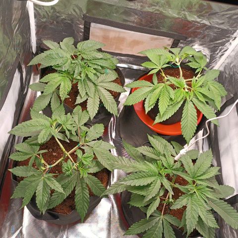Selva negra 1 growlog timeline photo