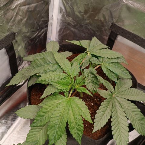 Selva negra 1 growlog timeline photo