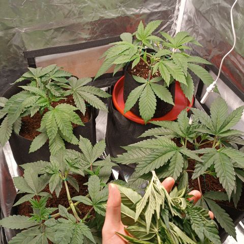 Selva negra 1 growlog timeline photo