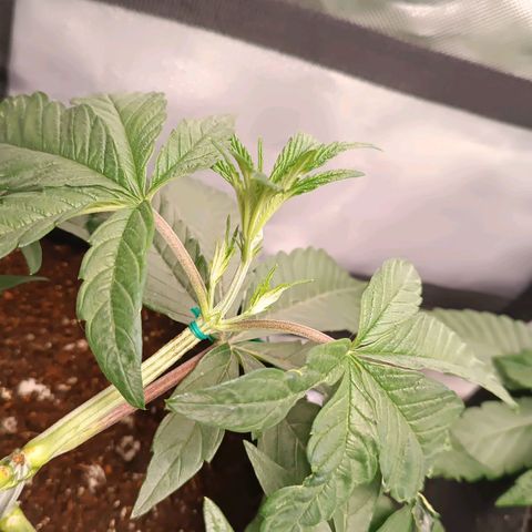 Selva negra 1 growlog timeline photo