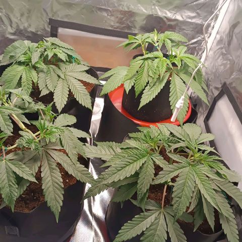 Selva negra 1 growlog timeline photo