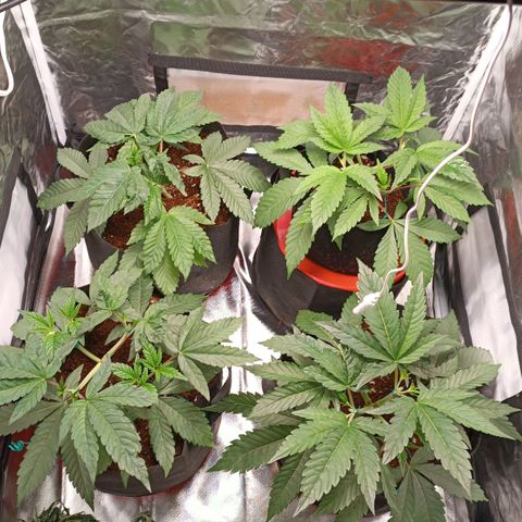 Selva negra 1 growlog timeline photo