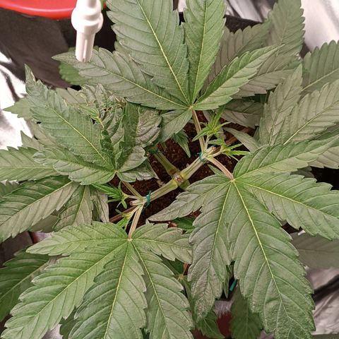 Selva negra 1 growlog timeline photo