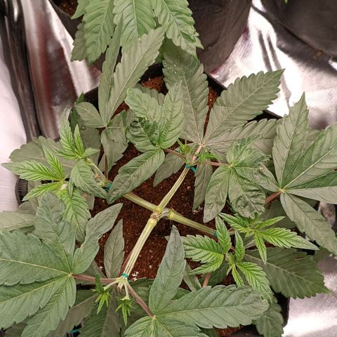 Selva negra 1 growlog timeline photo