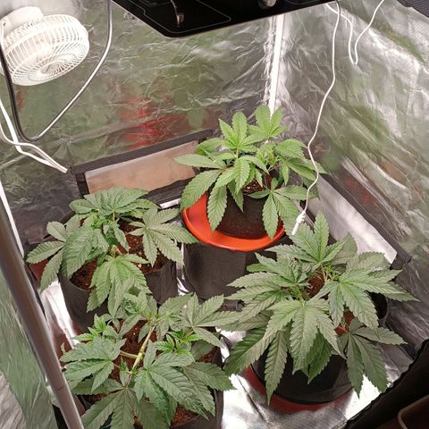 Selva negra 1 growlog timeline photo