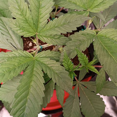 Selva negra 1 growlog timeline photo