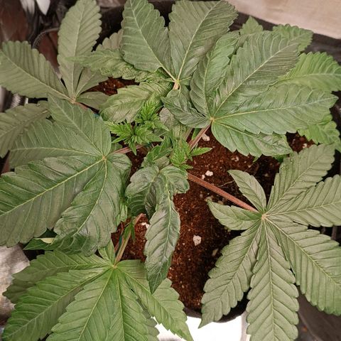 Selva negra 1 growlog timeline photo