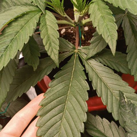 Selva negra 1 growlog timeline photo