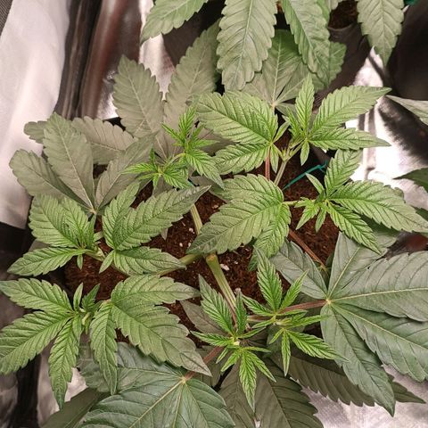 Selva negra 1 growlog timeline photo