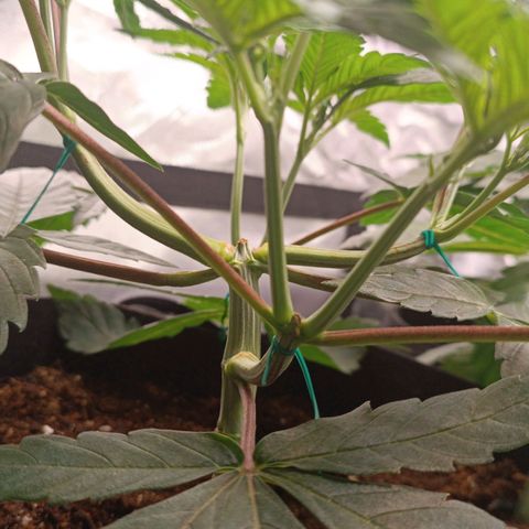 Selva negra 1 growlog timeline photo