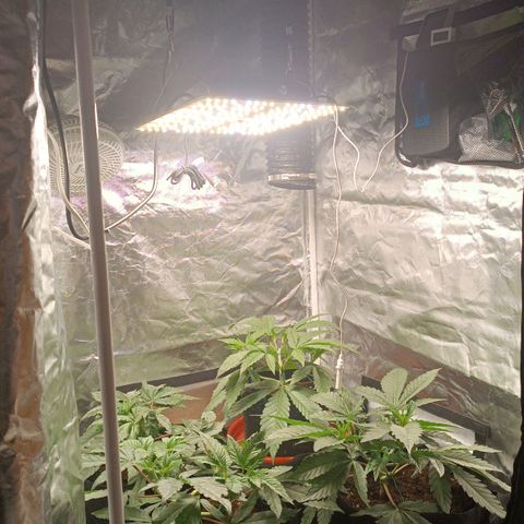 Selva negra 1 growlog timeline photo
