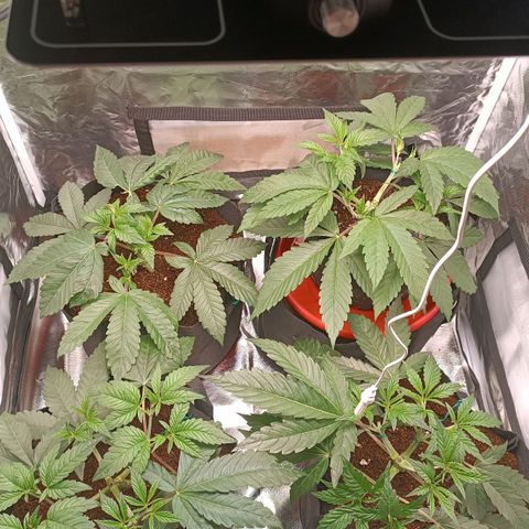 Selva negra 1 growlog timeline photo