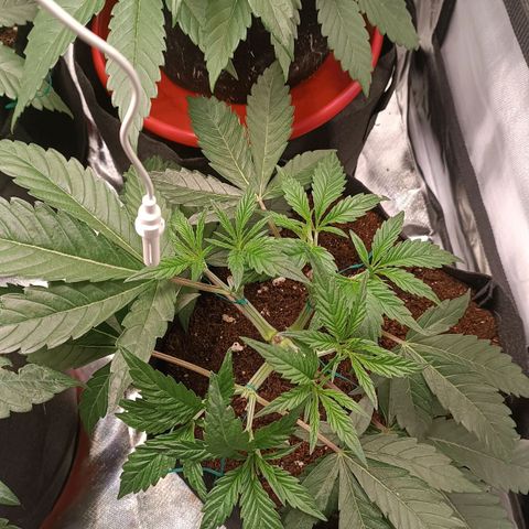 Selva negra 1 growlog timeline photo