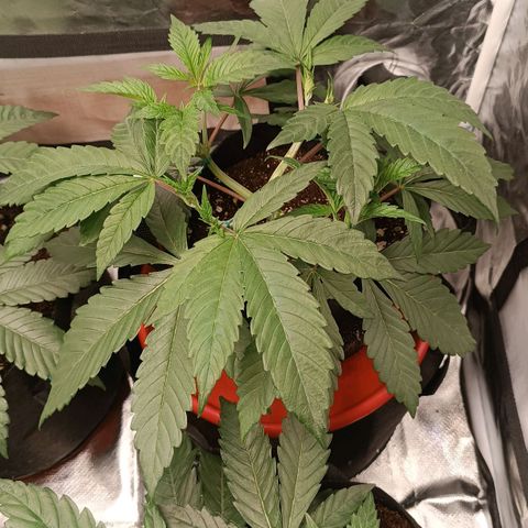 Selva negra 1 growlog timeline photo
