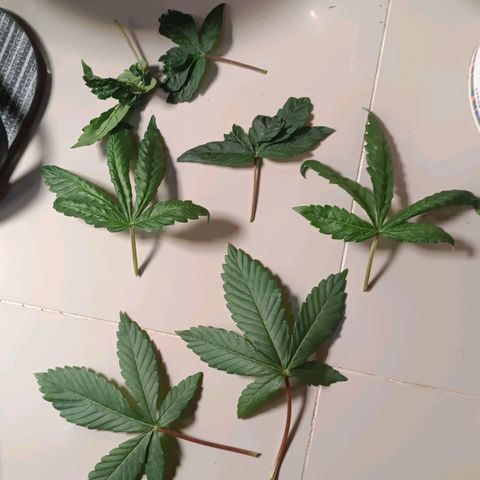Selva negra 1 growlog timeline photo