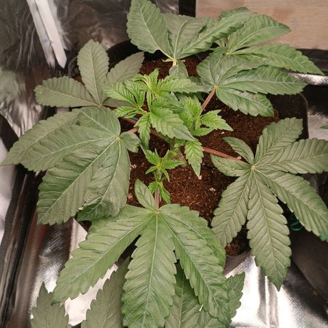 Selva negra 1 growlog timeline photo