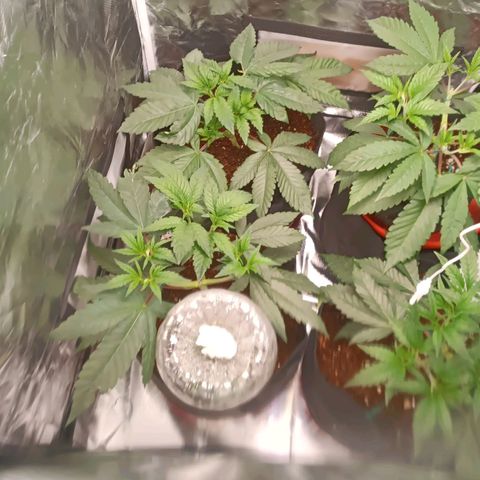 Selva negra 1 growlog timeline photo