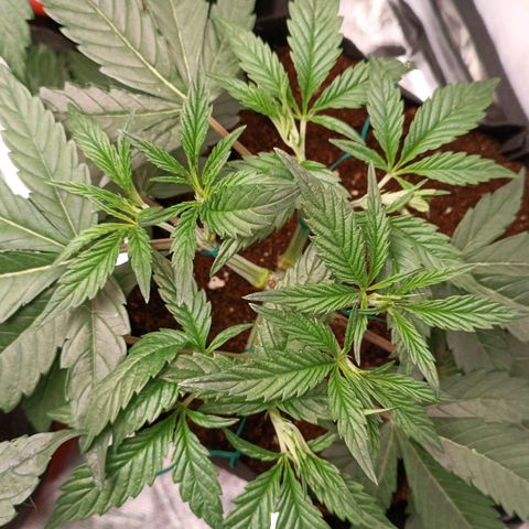 Selva negra 1 growlog timeline photo