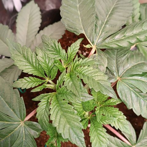 Selva negra 1 growlog timeline photo
