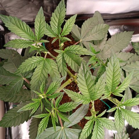 Selva negra 1 growlog timeline photo