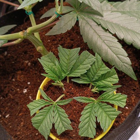 Selva negra 1 growlog timeline photo