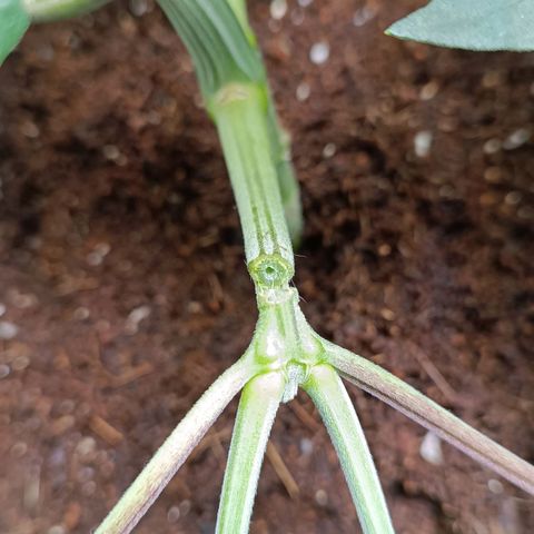 Selva negra 1 growlog timeline photo