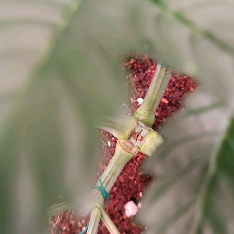 Selva negra 1 growlog timeline photo