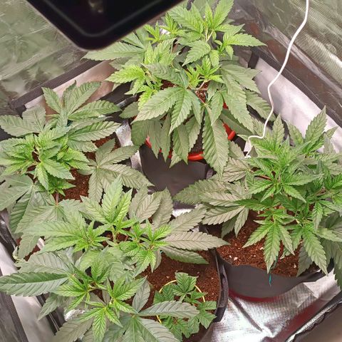Selva negra 1 growlog timeline photo