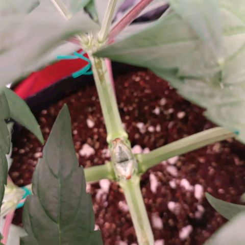 Selva negra 1 growlog timeline photo